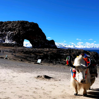 老高同志9527头像