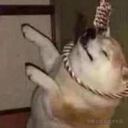 Scoson的个人资料头像