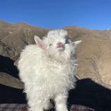 比亚迪小林头像