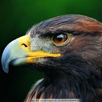 识时务者5452头像