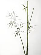 修竹的个人资料头像