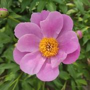 陶锅煮新茄子的个人资料头像