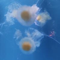 大概聚餐想头像