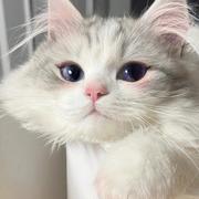 小猫不吃鱼的个人资料头像