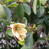 元气小猫N3头像