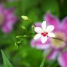 OR的个人资料头像