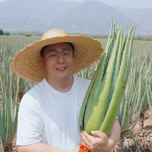 种芦荟的灰哥（国货）头像