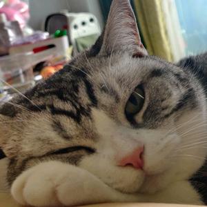 猫meme爱讲故事头像