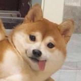 天天小肉肉头像