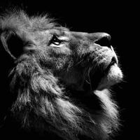 恩德拉拉里克头像