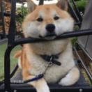 孤城的个人资料头像