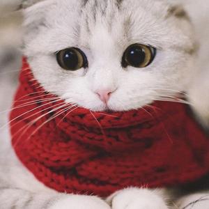 精致猫头像
