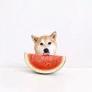 少年不远游的个人资料头像