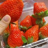 江夏辛未途头像