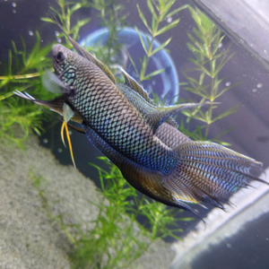 兴正水族头像