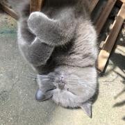 梦九的猫的个人资料头像