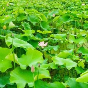 静心苑33头像