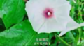 孔孔孔娃蛋头像