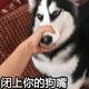 专卷看着不顺眼的头像