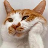 兴奋的野山猪头像