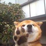 五菱神器头像