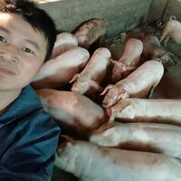 养猪算成本头像