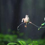 阳光穿过桦树林头像