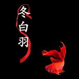 冬白羽头像