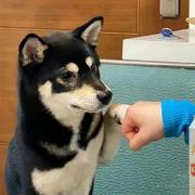 棂星的个人资料头像