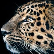 东哥爱钻研的个人资料头像