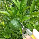 苏记137头像