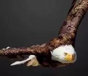 kk鲁的个人资料头像