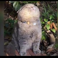 蹲路边吃瓜的朝阳群众头像