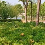 有梦园头像