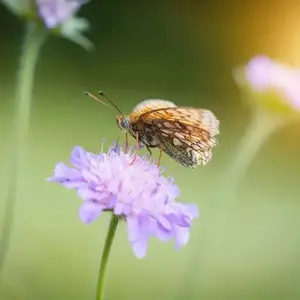 小飞聊剧情头像