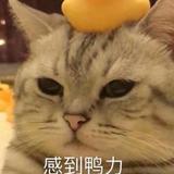 人心深似海iii头像