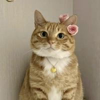 千辰子头像
