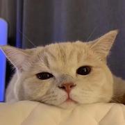 一叶飘零10960的个人资料头像