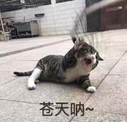 克鲁斯汤的个人资料头像