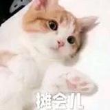 无双柑桔TR头像