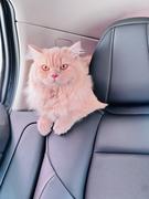 onClick的个人资料头像