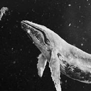 fish367的个人资料头像