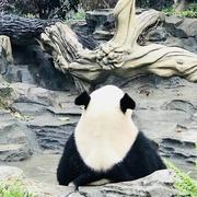 AmazingMoon的个人资料头像