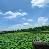 木棉花6H7S头像