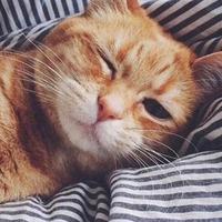 你看不到我头像