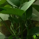 抱来花开头像