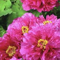 借来梧桐睇凤凰头像