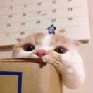 包子入侵的个人资料头像