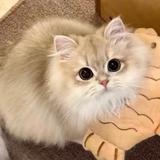 手𢲡东南西北財头像