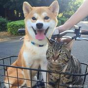 xin升的个人资料头像